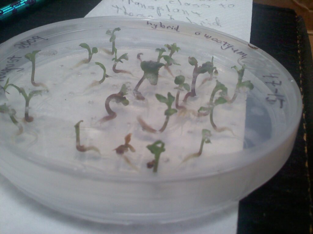 gene edited plants