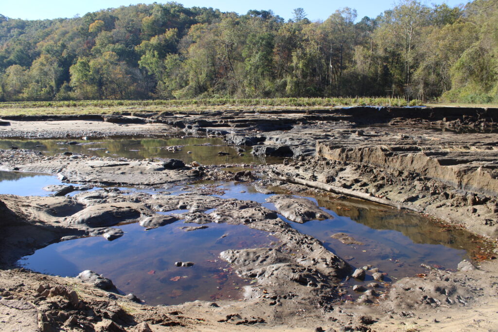 A muddy field, that once grew tomatoes, with shallow pools of water, rocky terrain, and a line of dense green and yellow-leafed trees in the background under a blue sky.