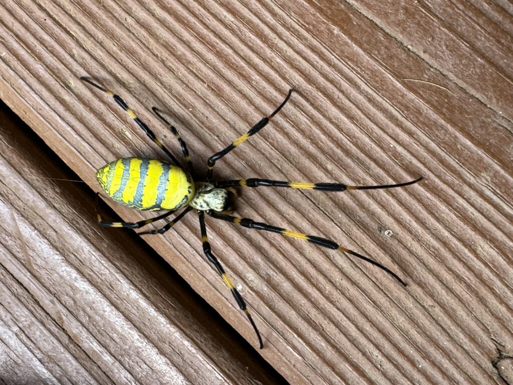 Joro spider
