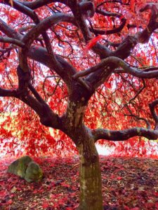 Japanese maple trunk and stems.