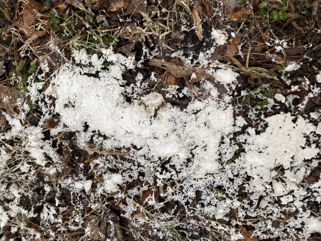 snow mold
